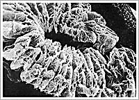 打造中国“石墨产业之都”的领军人