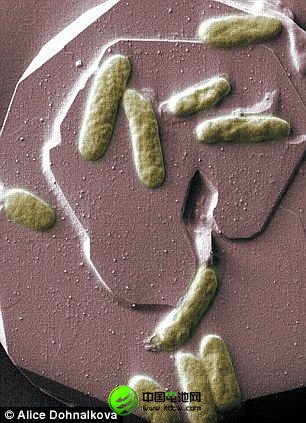 汤姆-克拉克博士正在东安格利亚大学进行研究的希瓦氏菌