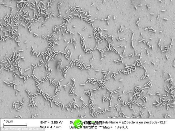 通过显微镜看到，海洋细菌希瓦氏菌的合成版本与碳电极发生互动