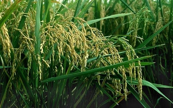 大米除了吃还能做什么？造电池