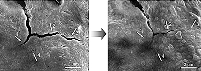 ▲高分子材料的显微图：左侧图显示材料出现裂痕，右侧图显示材料裂痕被修复。