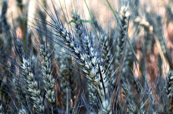 特斯拉：中国“黑雨”催生“绿色环保”车复兴