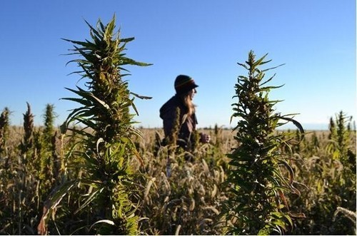 大麻可用来制造廉价电池 供平板电脑等移动设备使用（图片来自engadget）