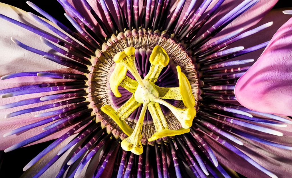 美到爆炸！苹果Apple Watch巨幅玻璃广告来了