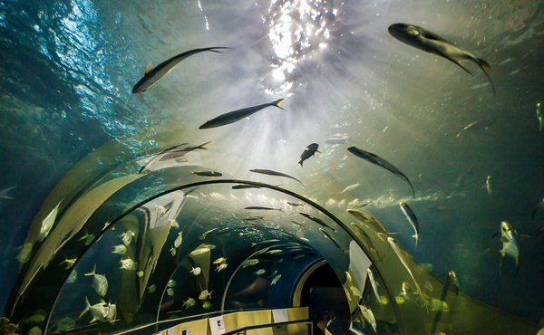 车云网：如何打造汽车电子商业生态圈？