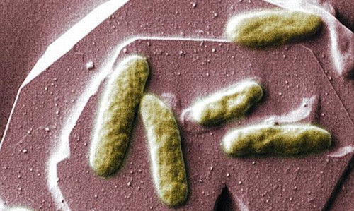 科学家研制生物电池未来手机或可靠粪便驱动