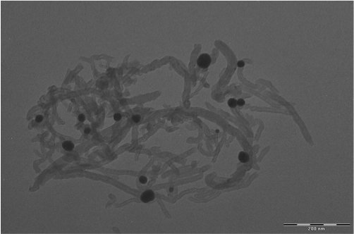 蜗壳激发科学家灵感：锂电池有望迎来更持久的续航