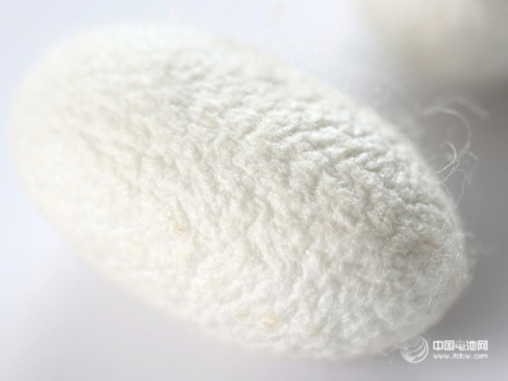 蜘蛛丝能让电池容量翻倍