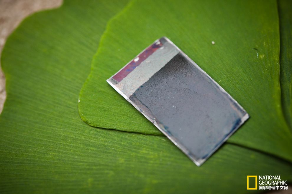 借助神奇细菌，太阳光变成液体燃料