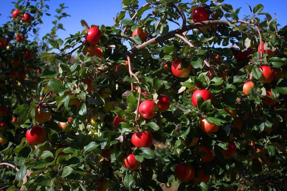 乔布斯鲜为人知的13个秘密：首份工作在苹果园 