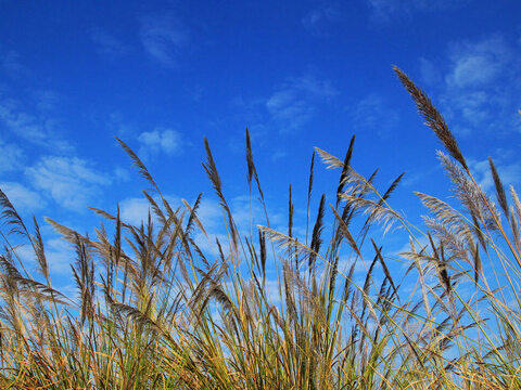 中科院：巧用芦苇制备锂电池三维硅负极材料