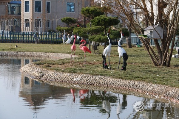 海德新能汽车厂区萌宠