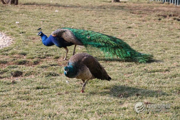 海德新能汽车厂区萌宠
