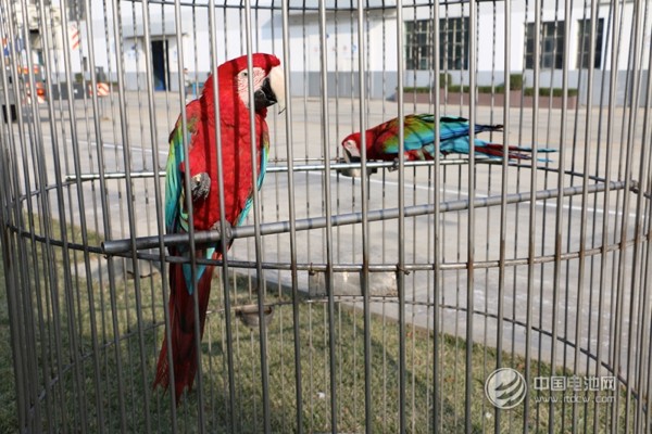 海德新能汽车厂区萌宠