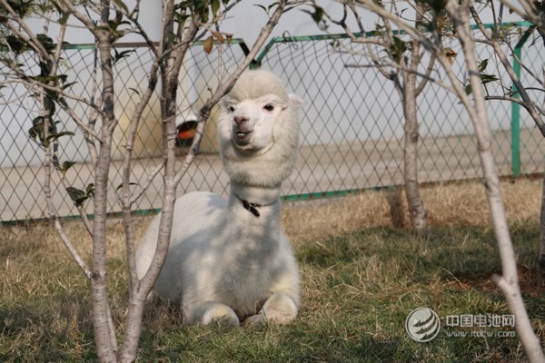 海德新能汽车厂区萌宠