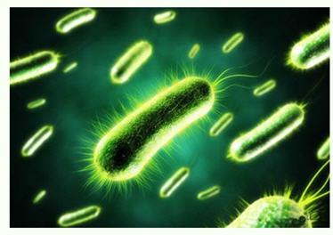 美国研发出可持久供电的细菌太阳能电池 传统光伏发电方式或被颠覆？