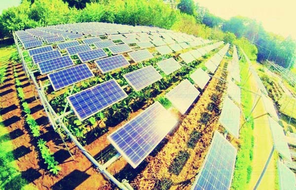 政策加码光伏农业 或成产业新兴蓝海 政策加码光伏农业 或成产业新兴蓝海