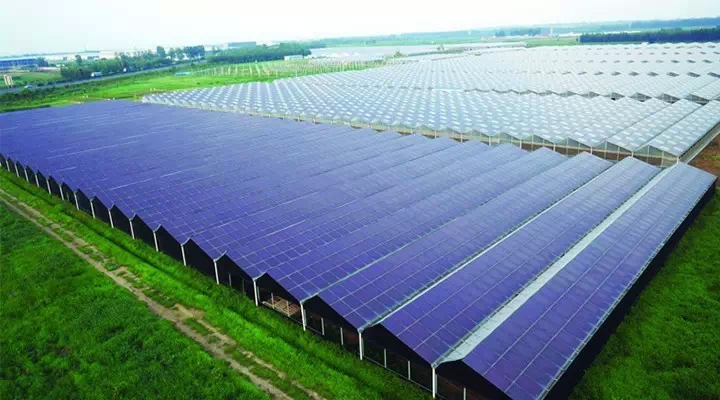 山东最大农业光伏大棚项目落户青岛 总投资20亿元