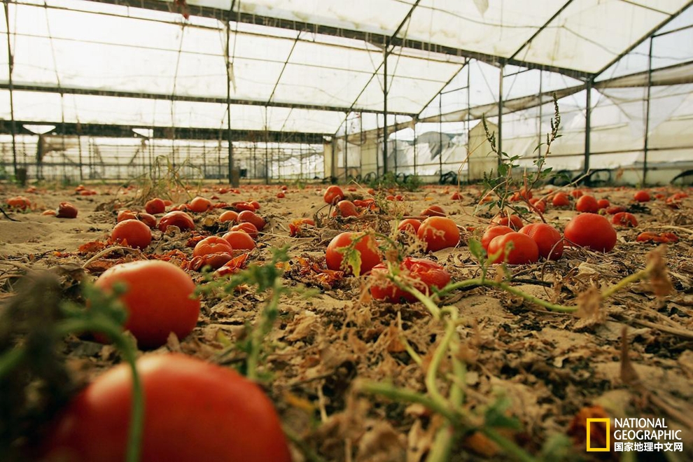 没电了？让番茄和土豆来上！
