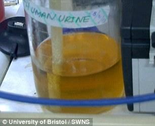 英发明“尿液电池” 半升尿液可为智能机充电3小时