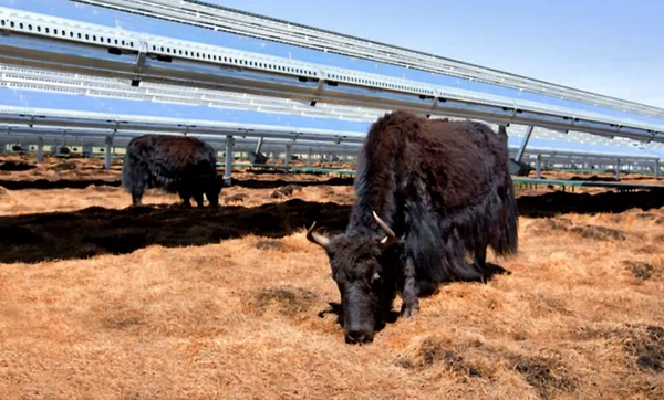 苹果公司借力40兆瓦光伏电站 零售店电力达到碳中和