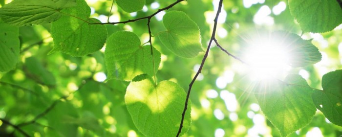 科学家团队新发现：叶脉结构可以延长电池寿命