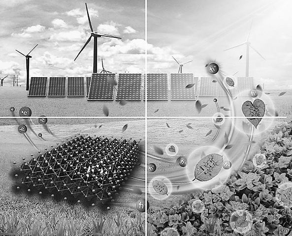 叶绿素太阳能电池示意图 李娜制图