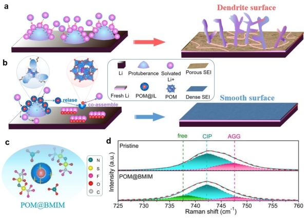 上海硅酸盐所锂金属电池双功能电解液设计研究获进展