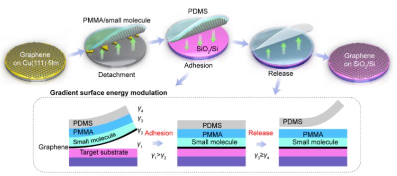 晶圆级石墨烯等二维材料的梯度表面能调控转移方法